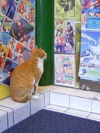 メロンブックス高崎店の入り口を見つめる猫。インターネットではちょっとした有名猫。 (C)不明