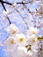 八分咲きの桜。赤ちゃんが手を広げた時のように、広がりきっていない花びらがかわいい。