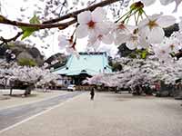 【サムネイル】光明寺の写真。水平に広がる境内に桜の木が何本か植えられている。3分散り。