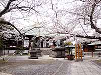 【サムネイル】長勝寺。桜の枝が水平に伸びて天井のように覆っている。散った桜と咲いている桜で上も下もピンク色に。
