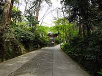 【サムネイル】妙本寺入り口。長い参拝路の両脇を鬱蒼と茂った木々が囲んでいる。