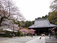 【サムネイル】妙本寺境内。光明寺と違って大きな桜。種類もソメイヨシノだけではなく3種類ほどあるようす。