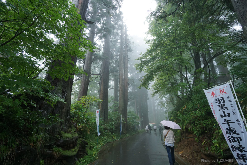 【写真】鬱蒼とした森の中を立ちこめる霧。