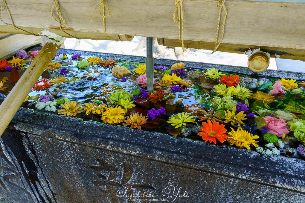 手水舎に色とりどりの花が浮かべられている。